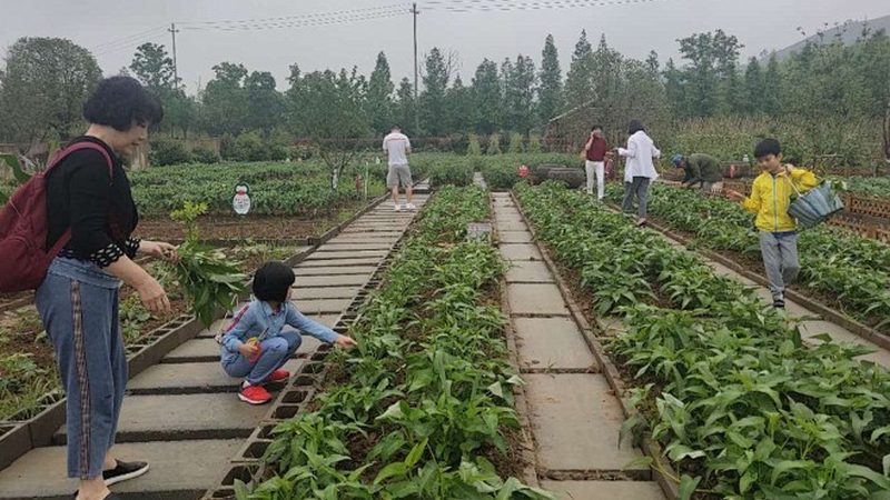 生态农业示范基地设计施工：打造绿色农业的未来**