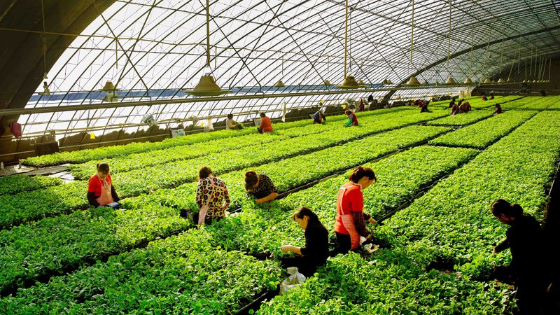 无土栽培水果设备：揭秘十大品牌背后的技术秘密