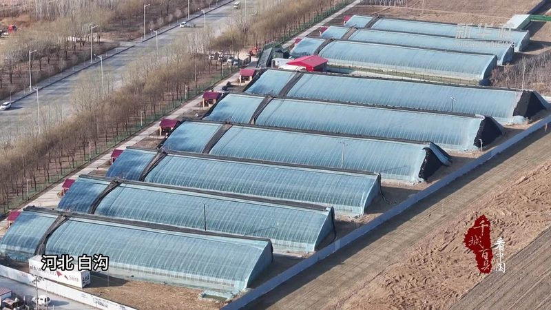 企业有机蔬菜定制套餐，不止是换个包装那么简单