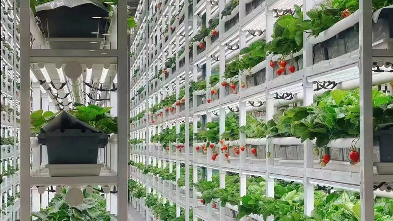 高原生姜种植注意事项揭秘